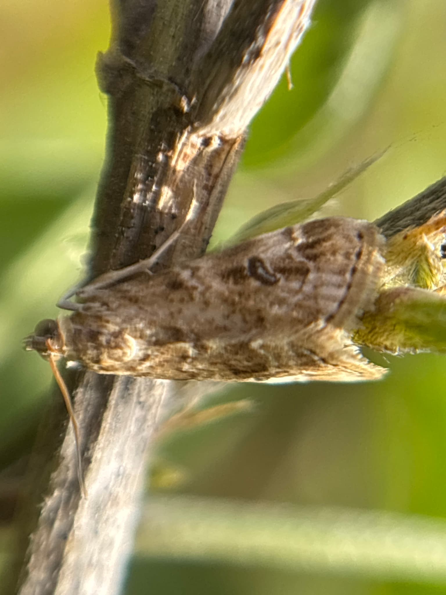 Plaga de TALADRO DEL TALLO, HELLULA UNDALIS