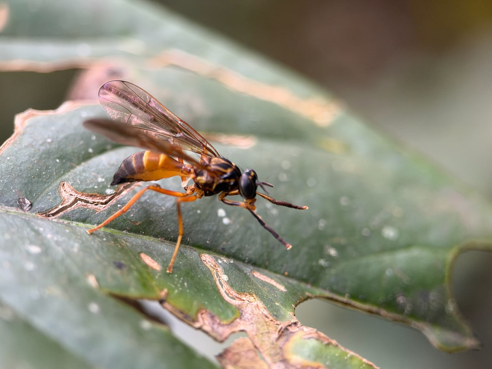 Plaga de TEFRÍTIDOS, TEPHRITIDAE