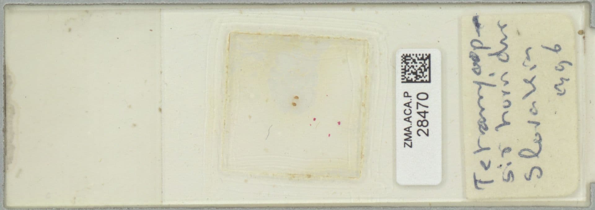 Plaga de TETRANYCOPSIS HORRIDUS