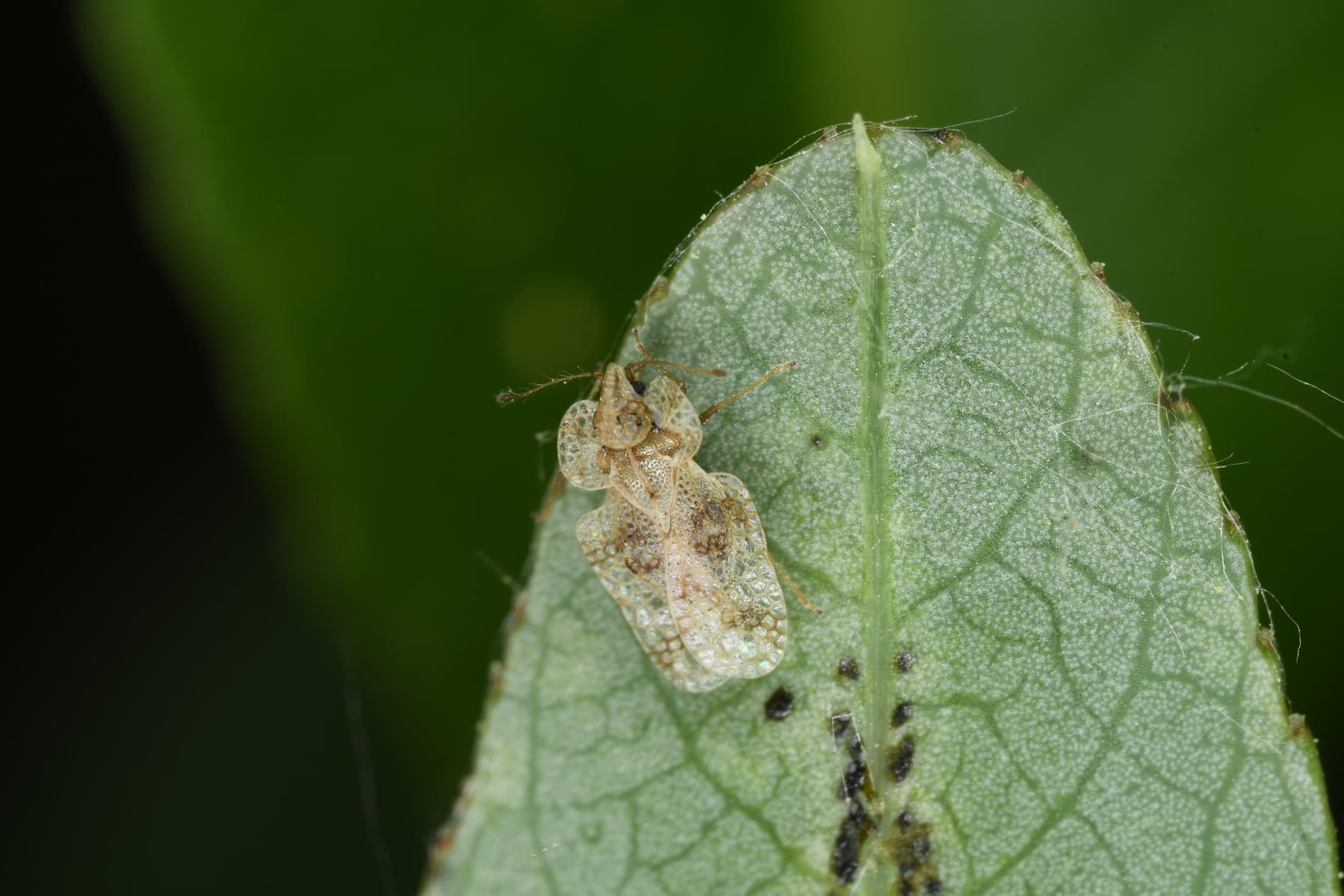 Plaga de TÍNGIDOS, TINGIDAE