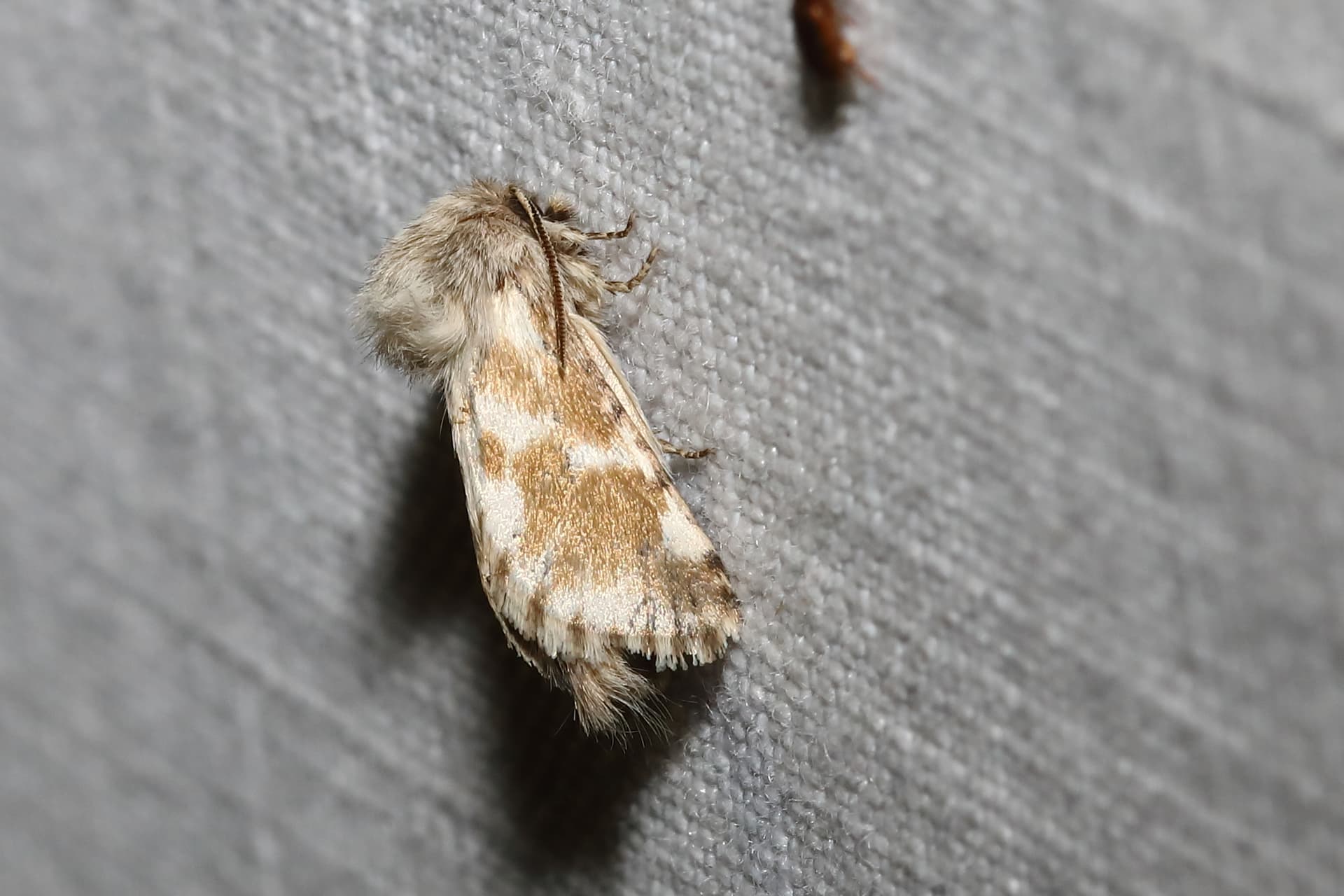 Plaga de TALADRO DEL AJO, DYSPESSA ULULA