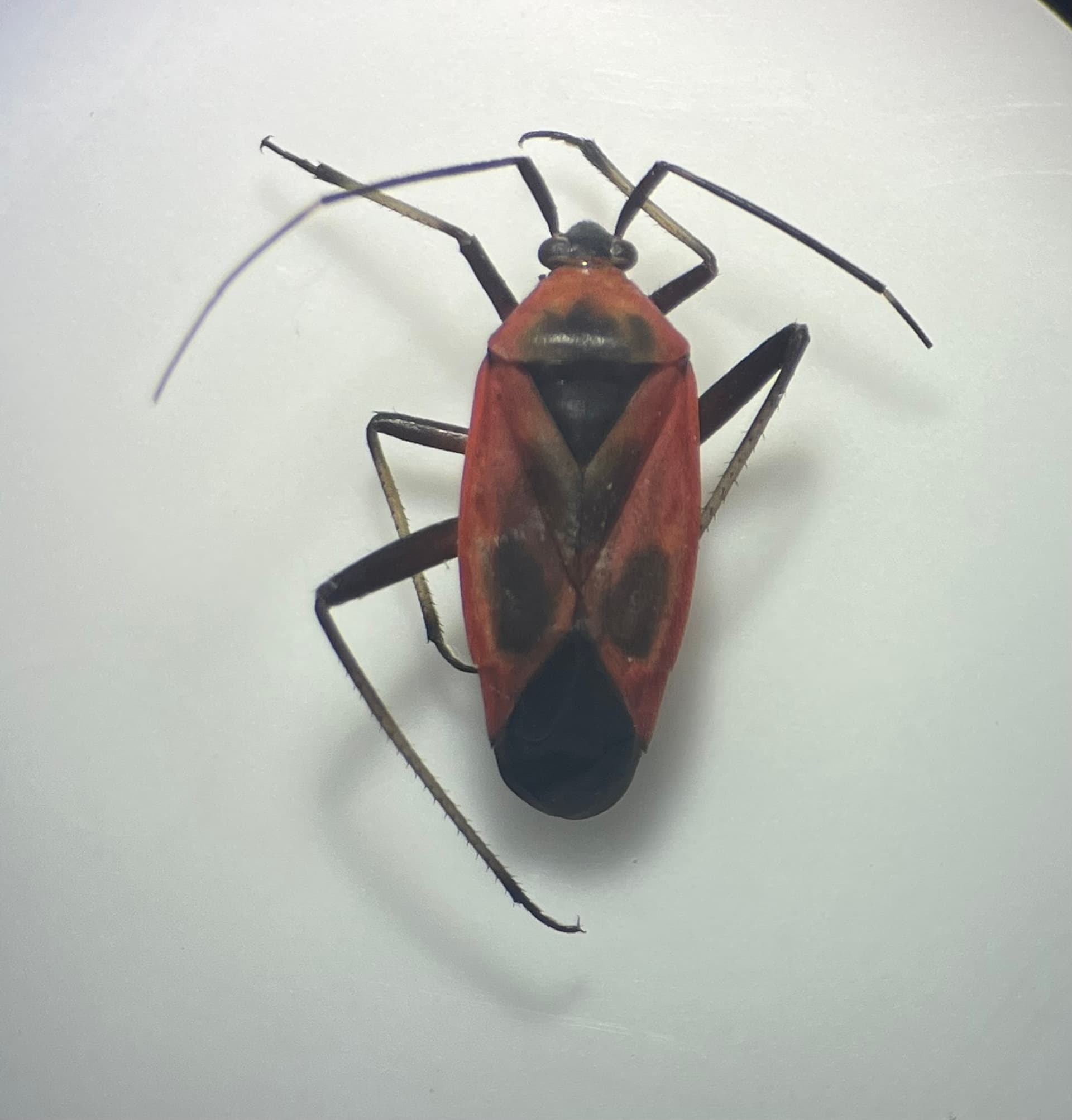 Plaga de CALOCORIS TRIVIALIS