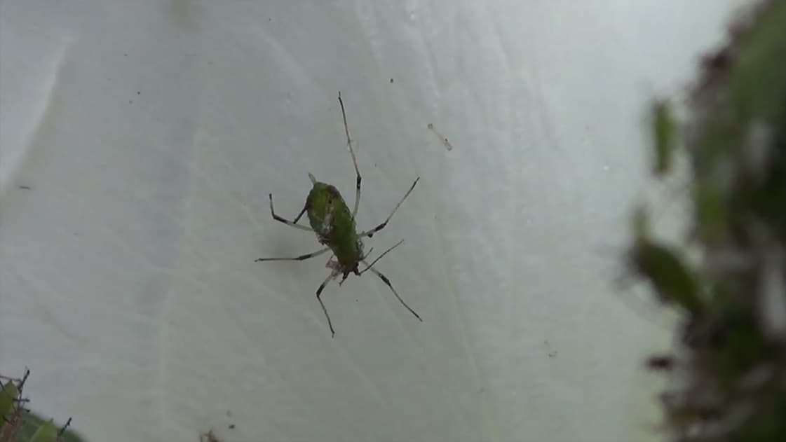 Plaga de PULGÓN ROJO DEL ROSAL, MACROSIPHUM ROSAE