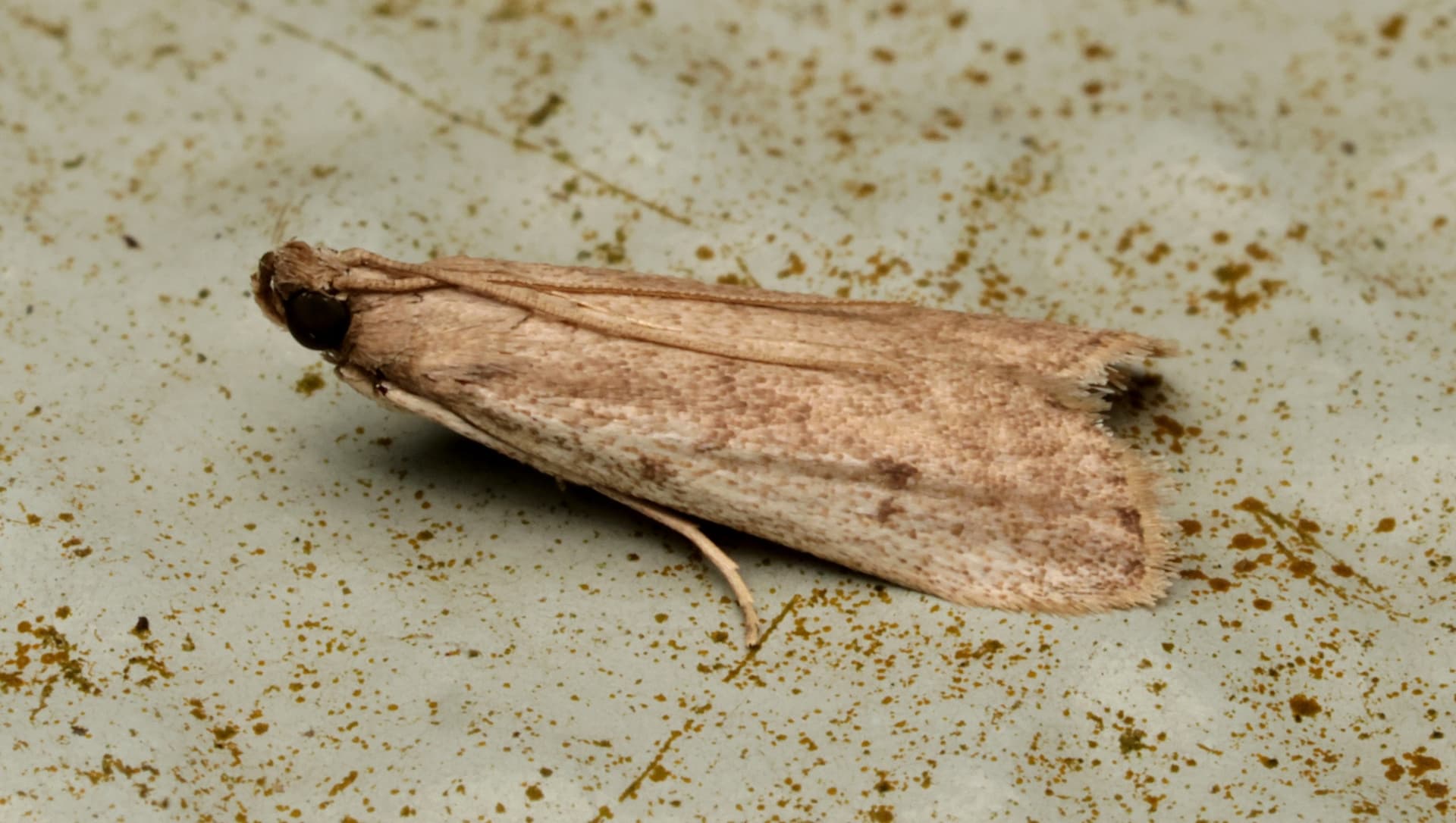 Plaga de POLILLAS DE ALMACÉN, EPHESTIA SPP.