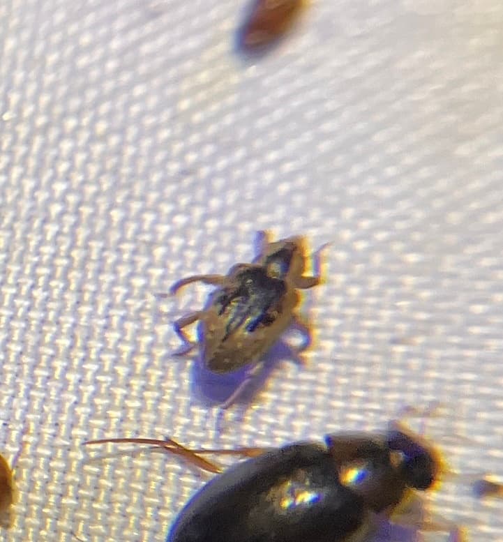 Plaga de GORGOJO ACUÁTICO DEL ARROZ, LISSORHOPTRUS ORYZOPHILUS