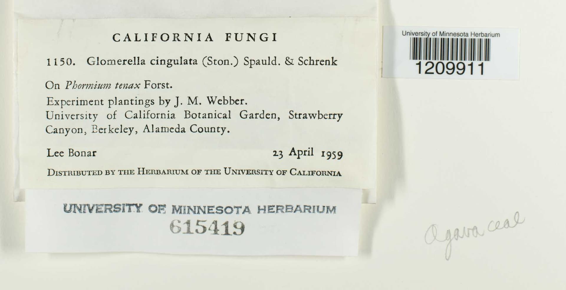 Plaga de ACEITUNA JABONOSA, ANTRACNOSIS, GLOMERELLA CINGULATA