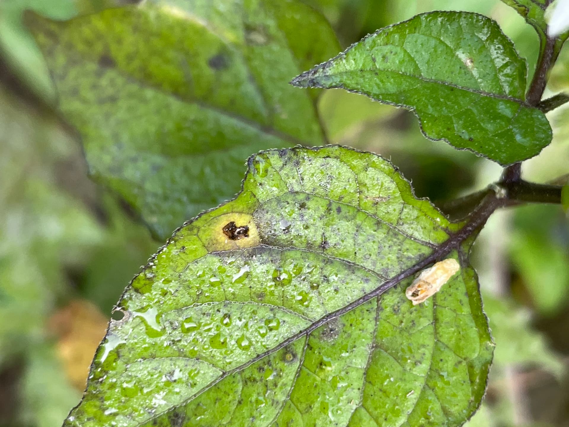 Plaga de ALTERNARIA DE LAS SOLANÁCEAS, ALTERNARIA SOLANI