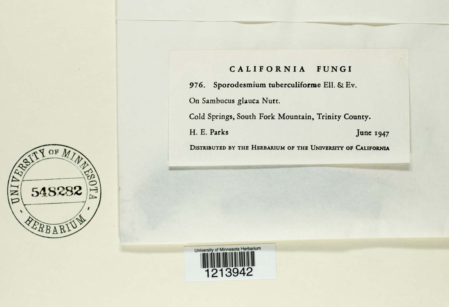 Plaga de ALTERNARIA DEL PEPINO, ALTERNARIA PLURISEPTATA