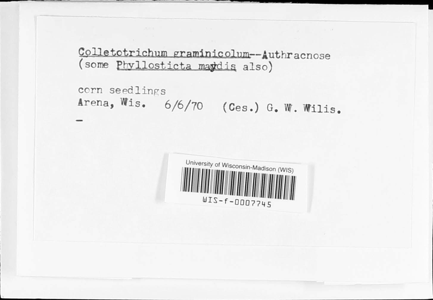 Plaga de ANTRACNOSIS DE LOS CÉSPEDES, COLLETOTRICHUM GRAMINICOLA