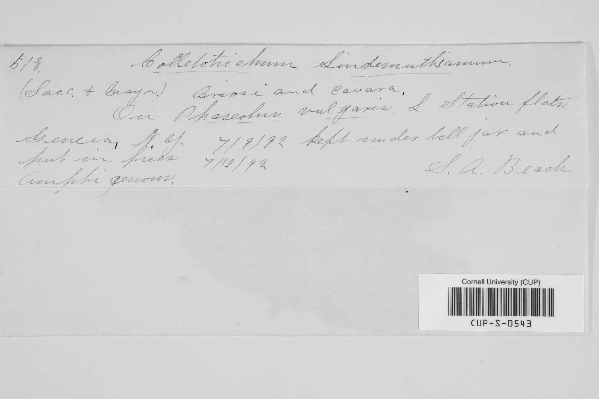 Plaga de ANTRACNOSIS DEL HABA, COLLETOTRICHUM LINDEMUTHIANUM