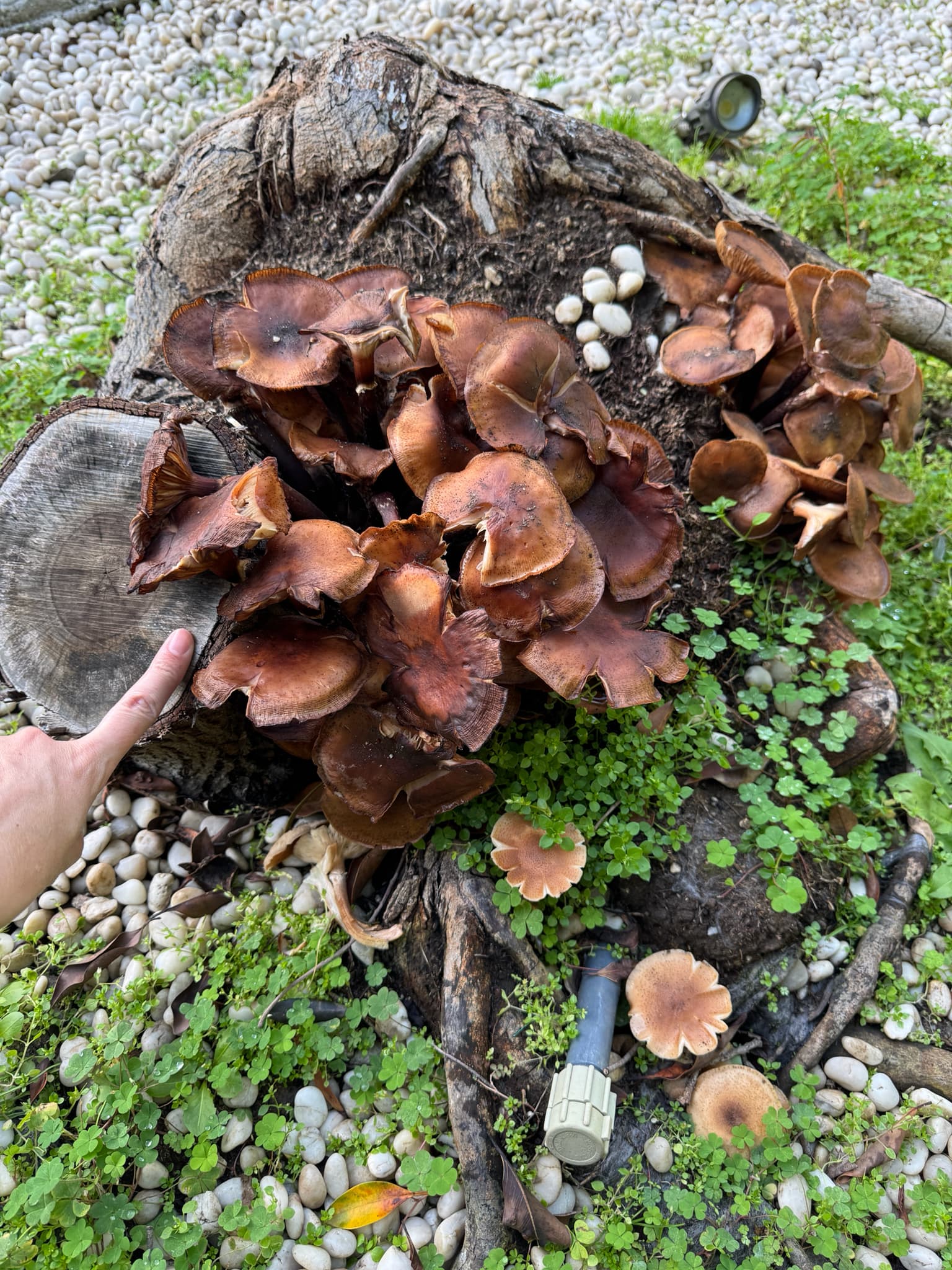 Plaga de ARMILARIA, PODREDUMBRE DE LA RAÍZ, ARMILLARIA MELLEA