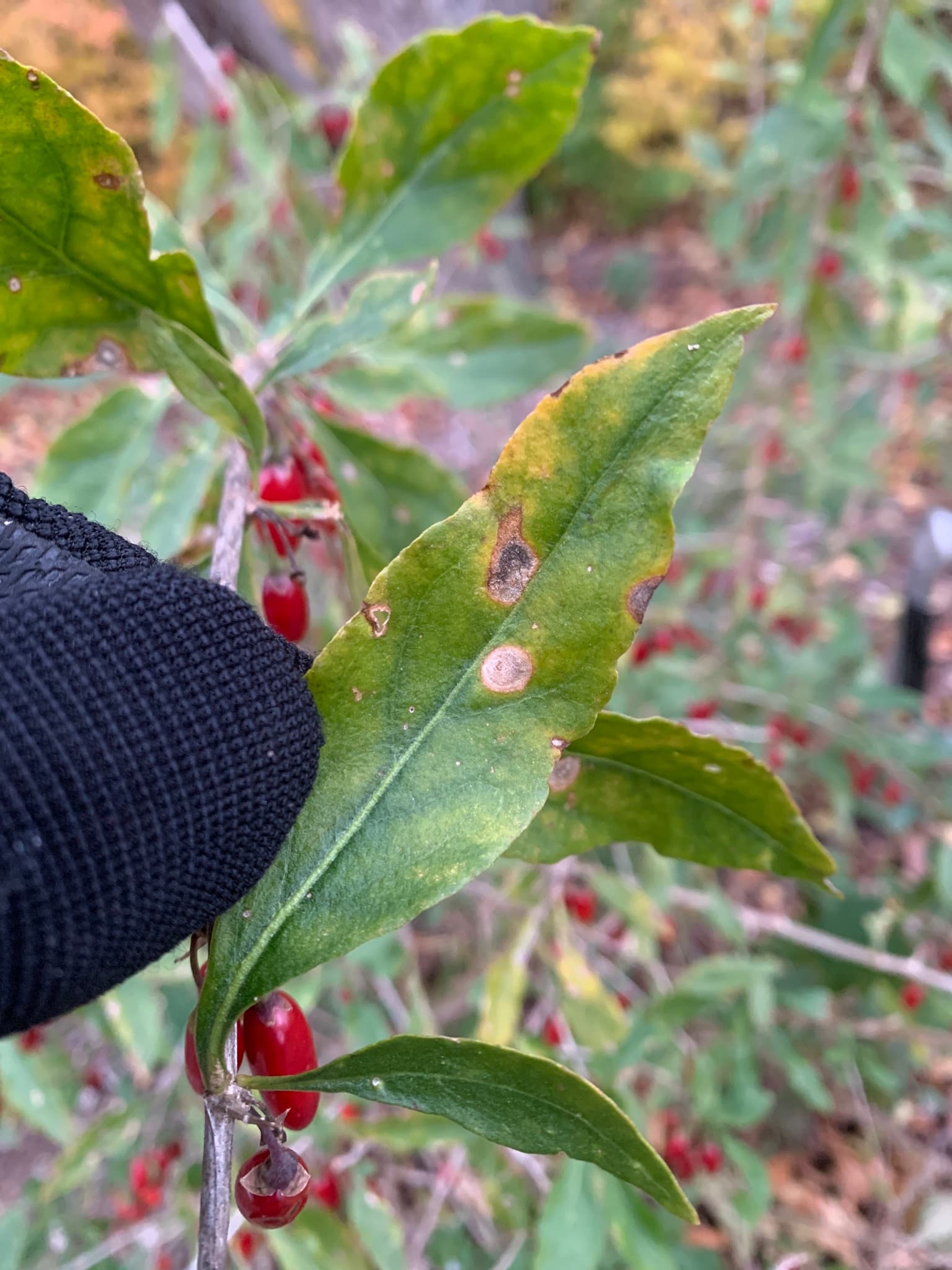 Plaga de ASCOQUITOSIS DE LA ALCACHOFA, BOEREMIA EXIGUA VAR.EXIGUA