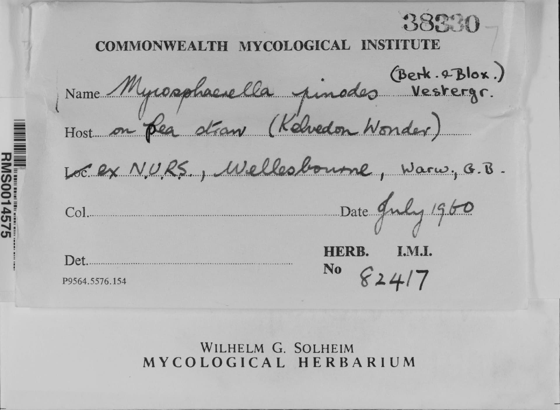 Plaga de ASCOQUITOSIS DEL GUISANTE, DIDYMELLA PINODES