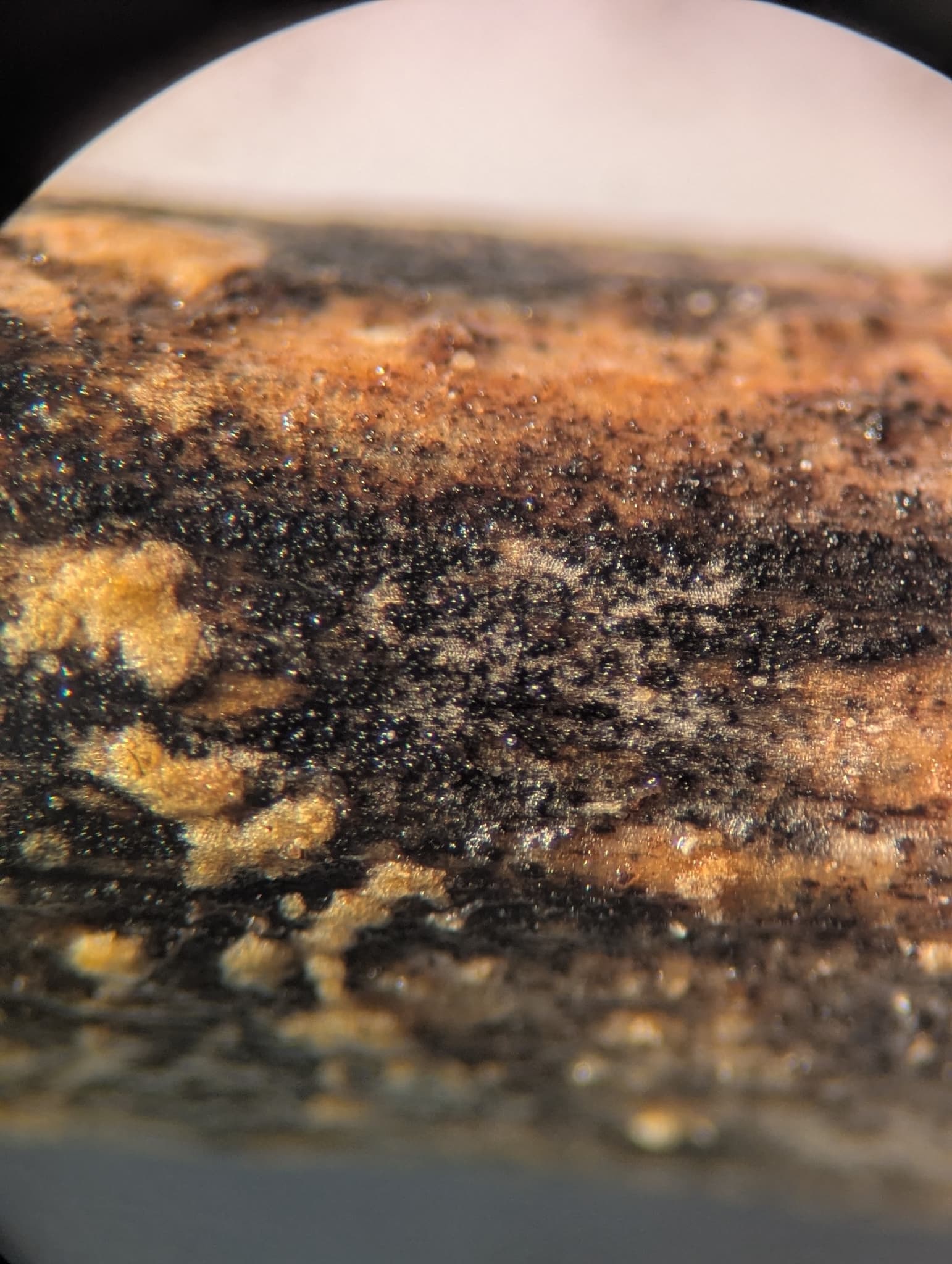 Plaga de ASCOQUITOSIS, ASCOCHYTA SP.