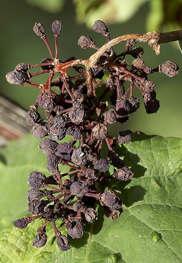 Plaga de BLACK ROT, PODREDUMBRE NEGRA DE LA VID, PHYLLOSTICTA AMPELICIDA