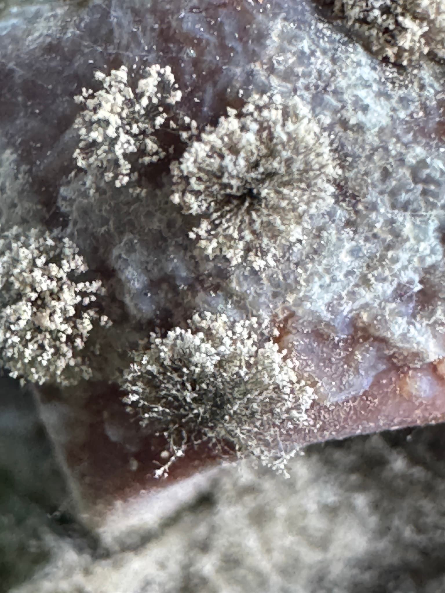 Plaga de BOTRYTIS SPP.