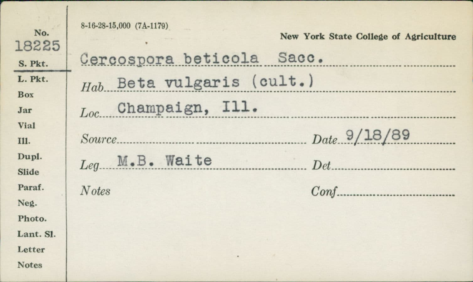 Plaga de CERCOSPORIOSIS DE LA REMOLACHA, CERCOSPORA BETICOLA