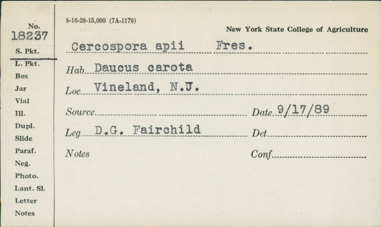 Plaga de CERCOSPORIOSIS DEL APIO, CERCOSPORA APII