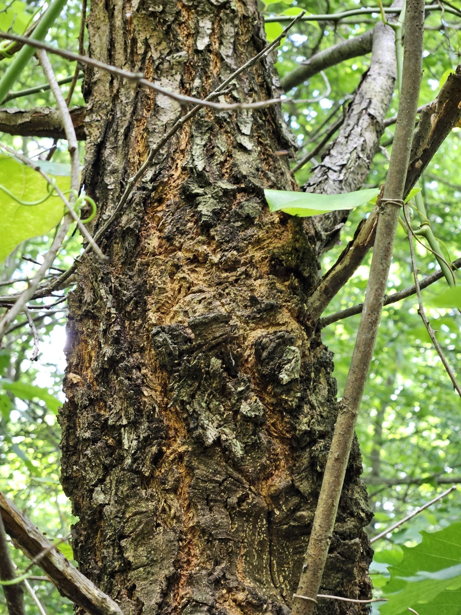 Plaga de CHANCRO DEL CASTAÑO, CRYPHONECTRIA PARASITICA