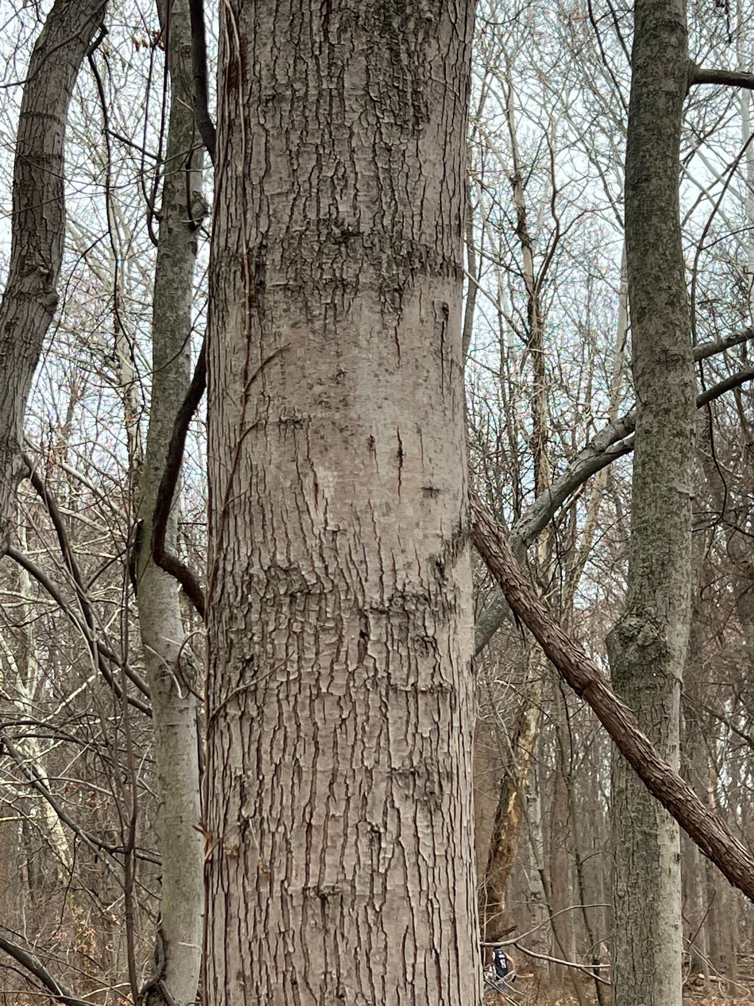 Plaga de CHANCRO EUROPEO, NEONECTRIA DITISSIMA