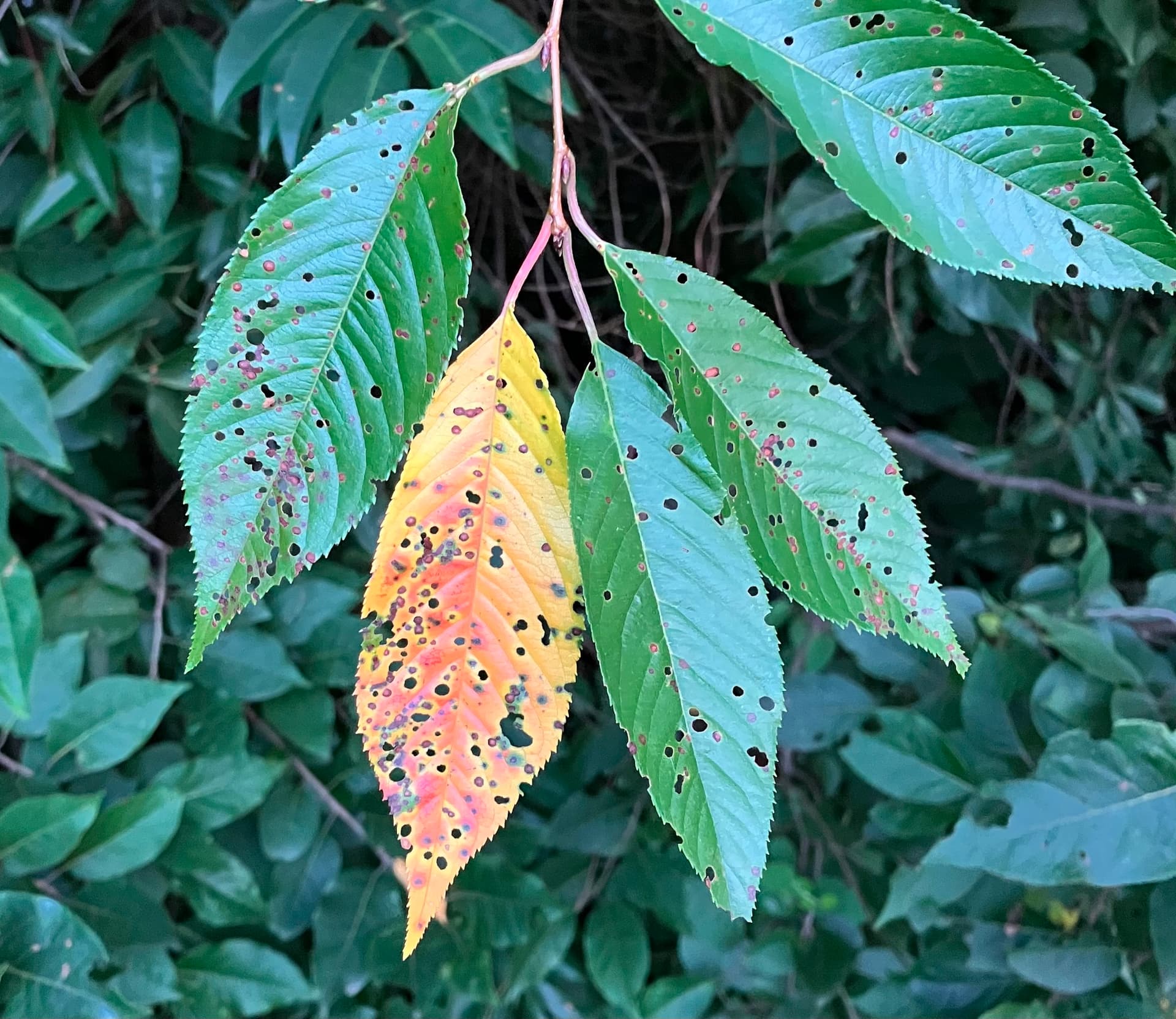 Plaga de CILINDROSPORIOSIS, ANTRACNOSIS DEL CEREZO, BLUMERIELLA JAAPII