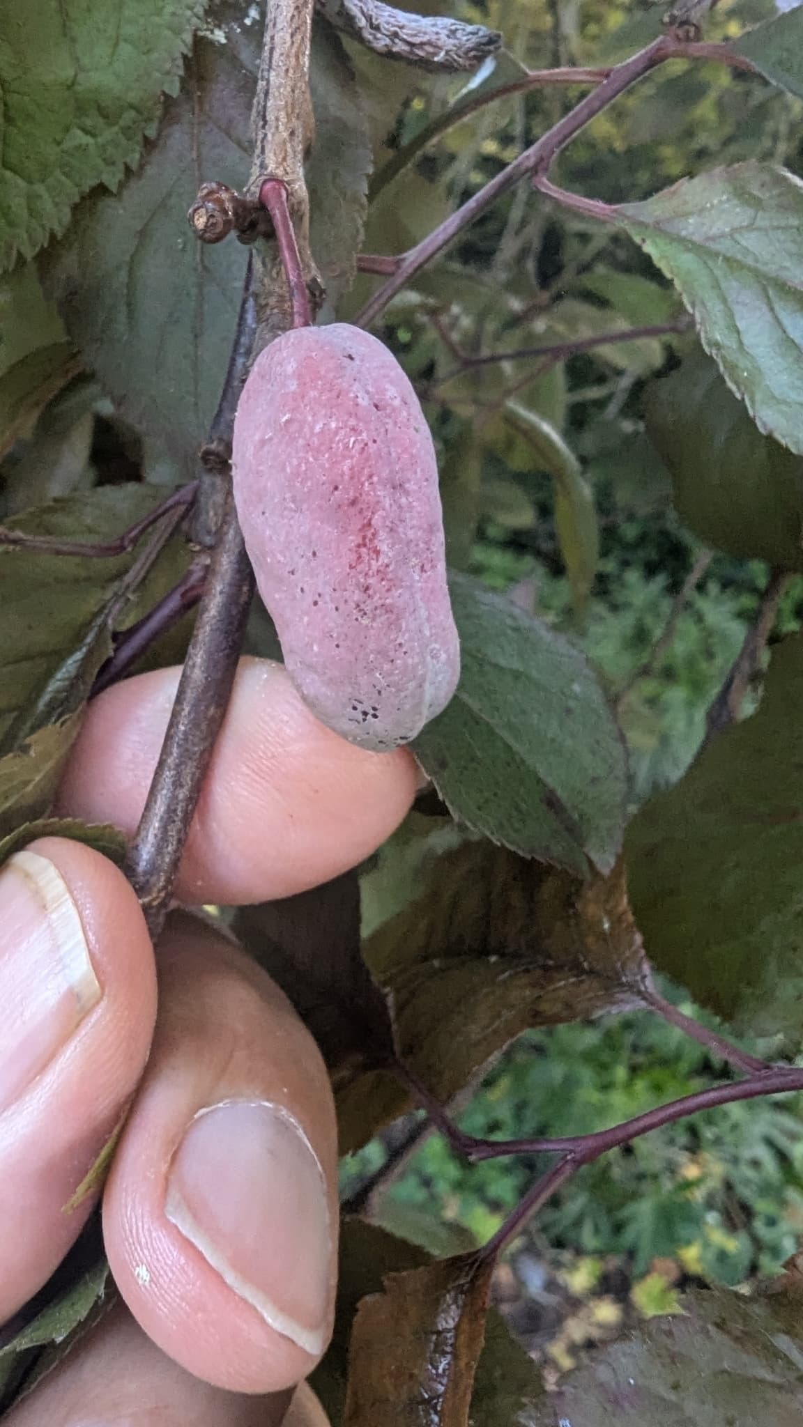 Plaga de CIRUELAS DEL DIABLO, LEPRA DEL CIRUELO, TAPHRINA PRUNI
