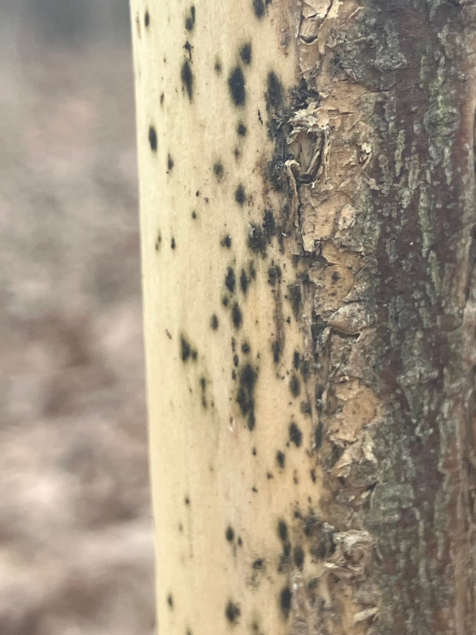 Plaga de CLADOSPORIOSIS DE LA CEBOLLA, CLADOSPORIUM ALLII-CEPAE