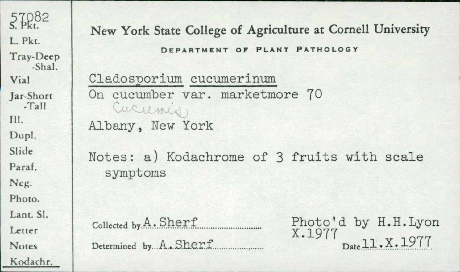 Plaga de CLADOSPORIOSIS DEL PEPINO, CLADOSPORIUM CUCUMERINUM
