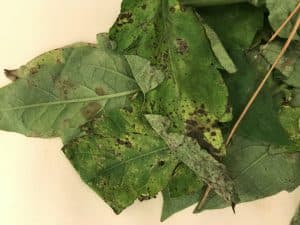 Plaga de CLADOSPORIOSIS DEL TOMATE, FULVIA FULVA