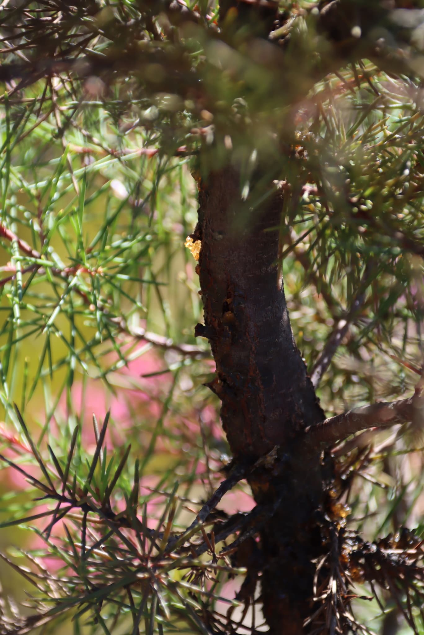 Plaga de COLLETOTRICHUM SPP.