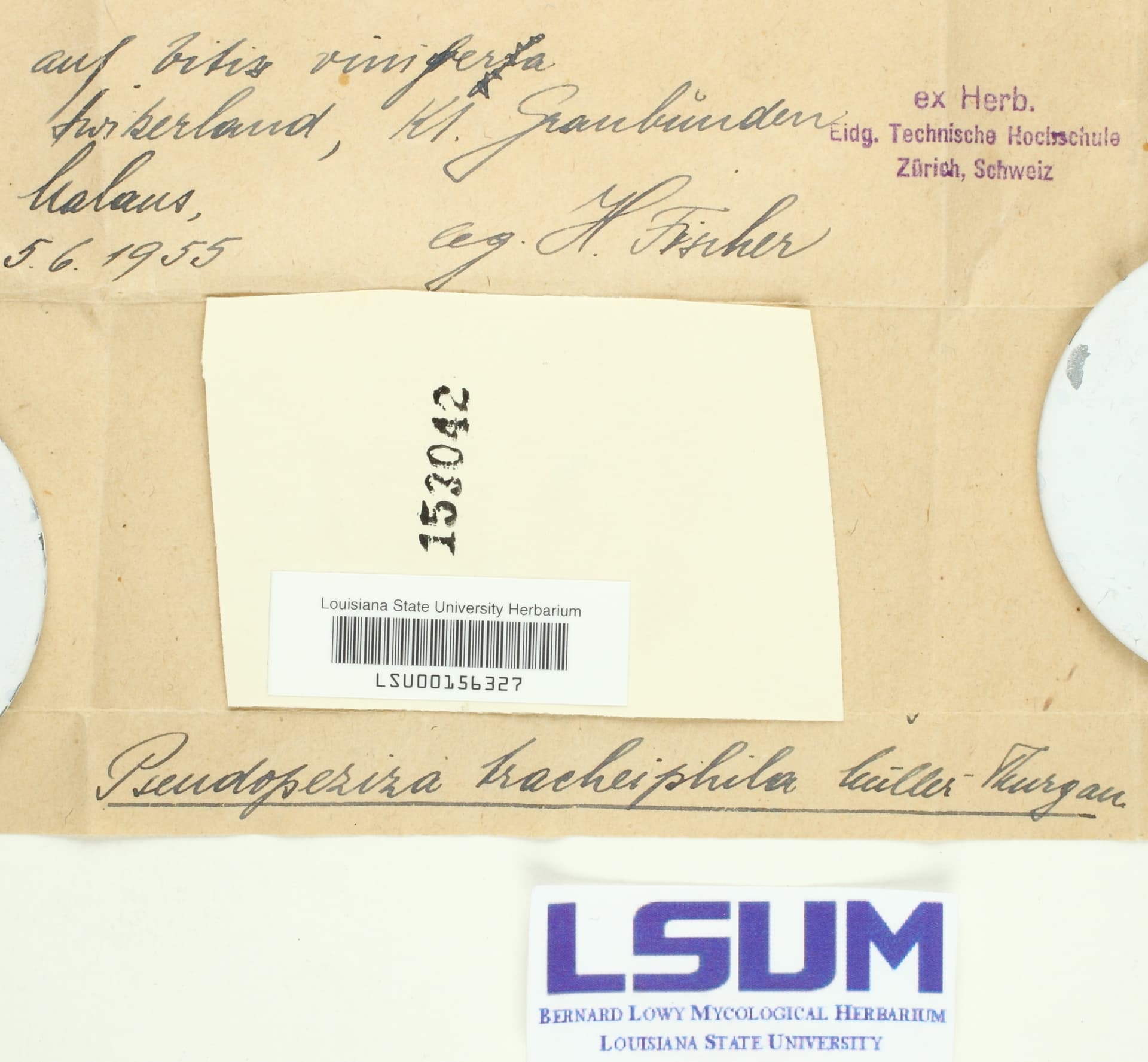 Plaga de ENFERMEDAD DE BRENNER, ENROJECIMIENTO PARASITARIO, PSEUDOPEZIZA TRACHEIPHILA