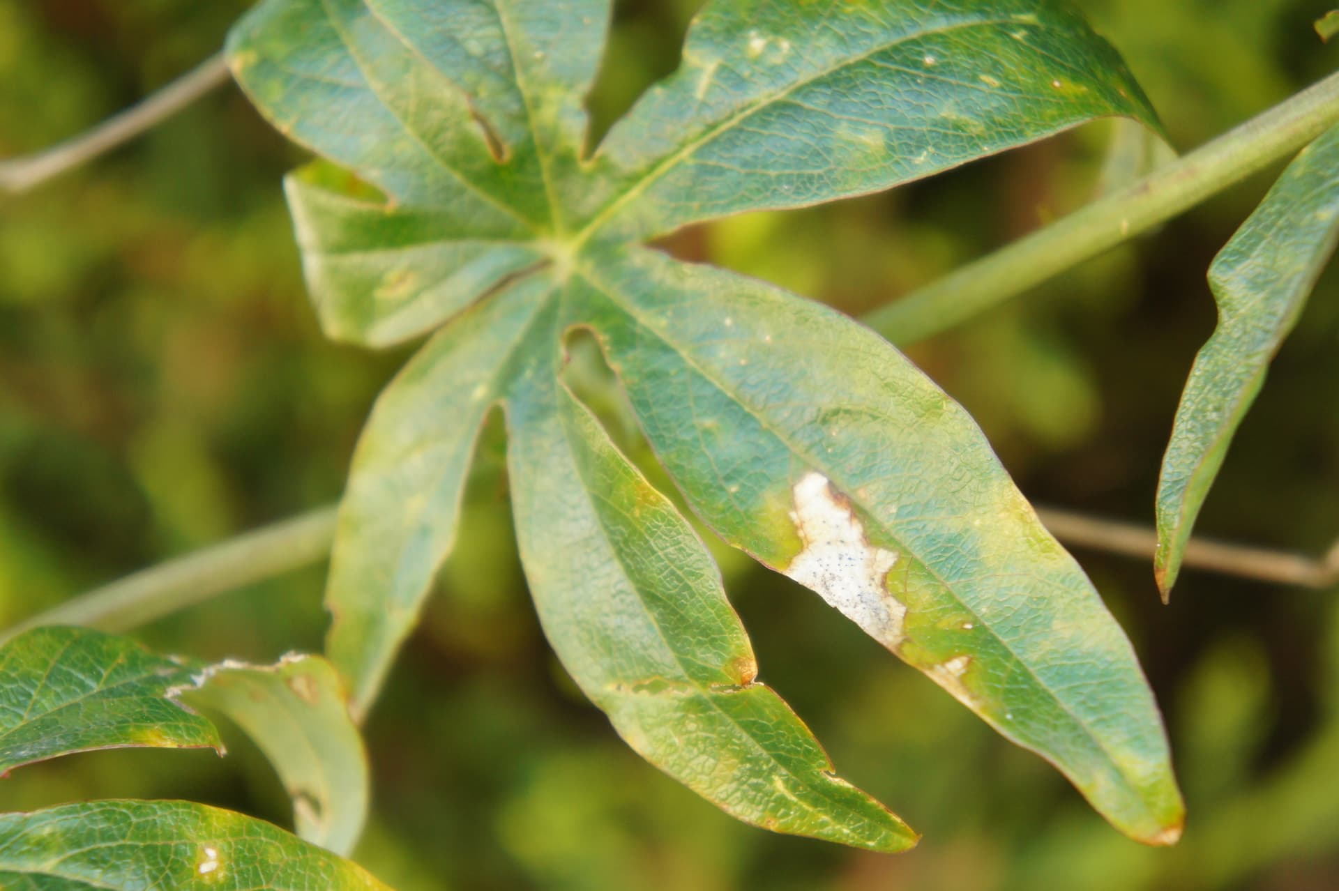 Plaga de ESTEMFILOSIS, STEMPHYLIUM SPP.