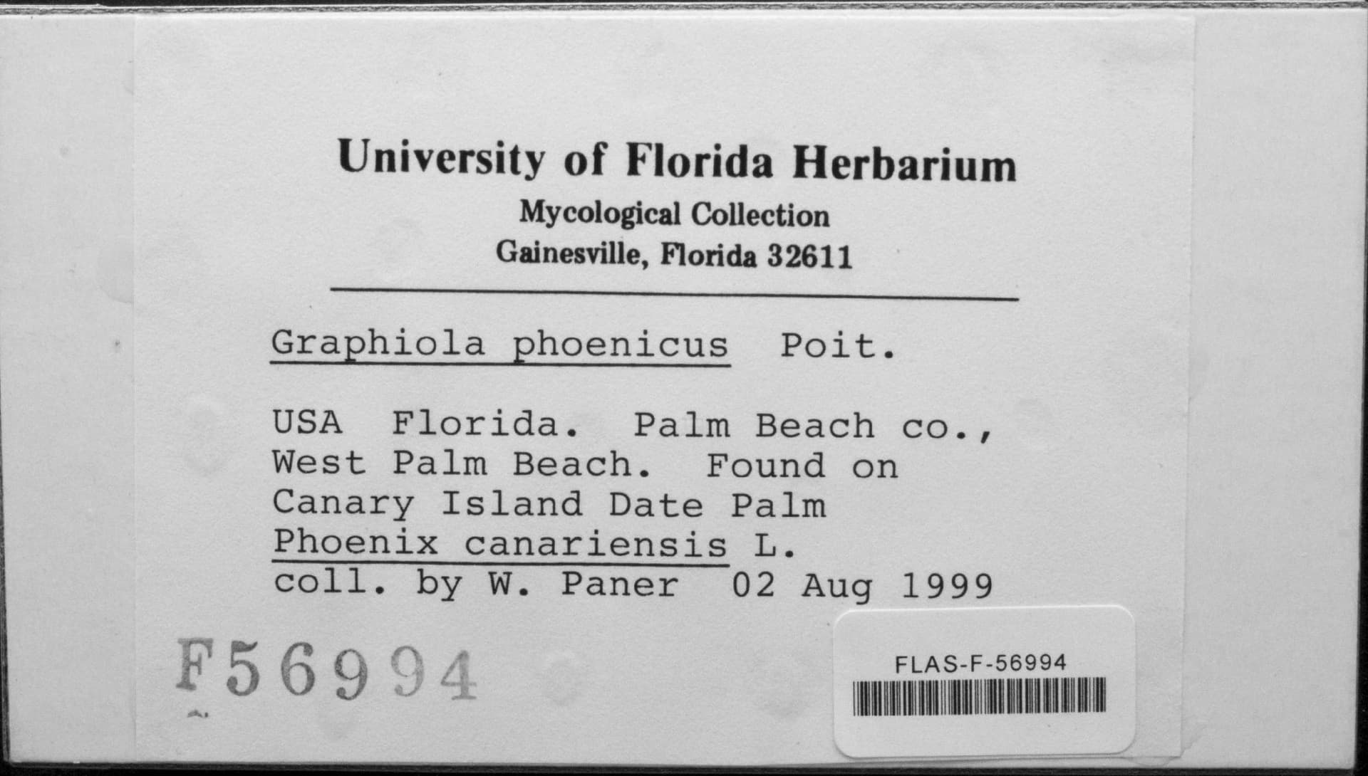 Plaga de FALSO TIZÓN, FALSA ROYA DE LAS PALMERAS, GRAPHIOLA PHOENICIS