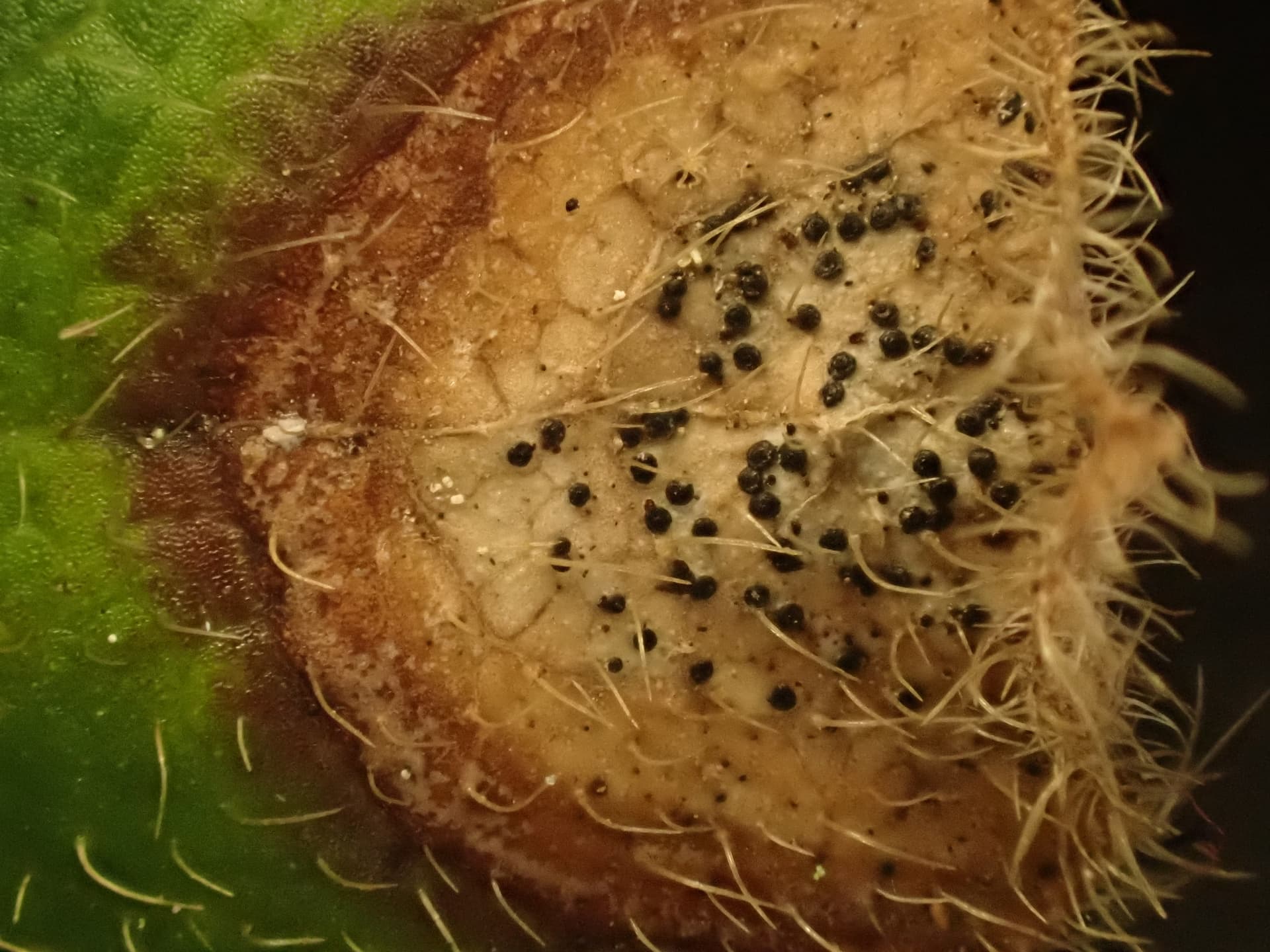 Plaga de FUEGO DEL LINO, DISCOSPHAERINA FULVIDA