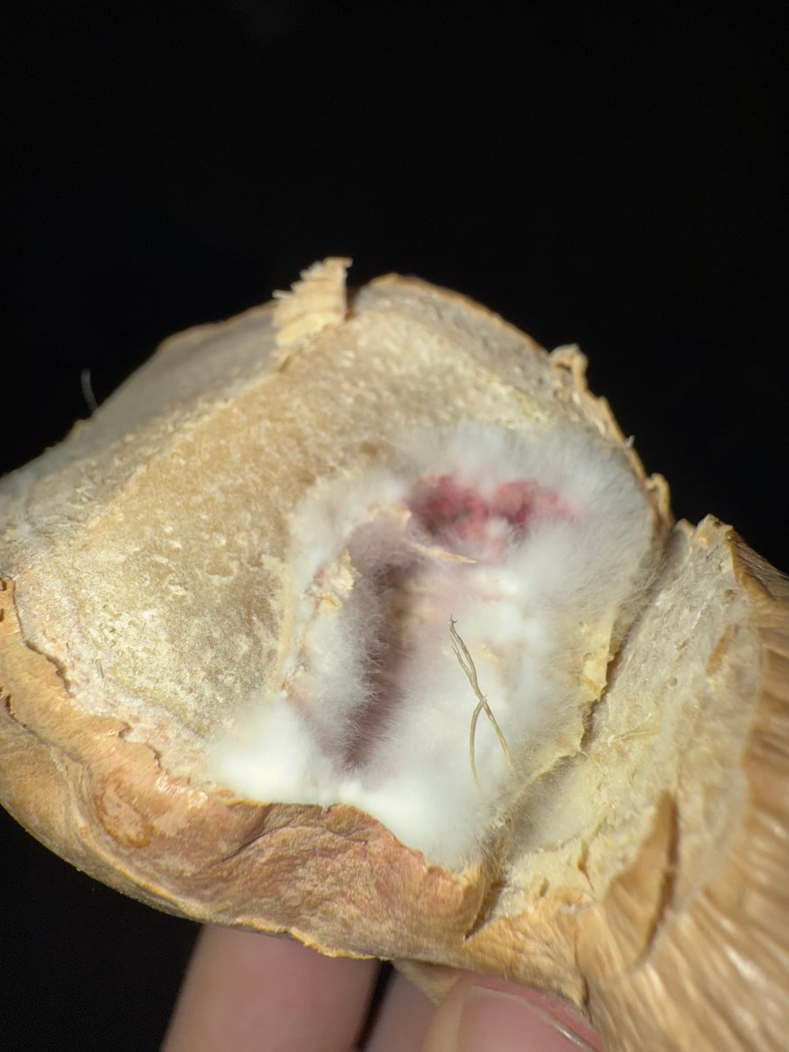 Plaga de FUSARIOSIS VASCULAR, FUSARIUM OXYSPORUM