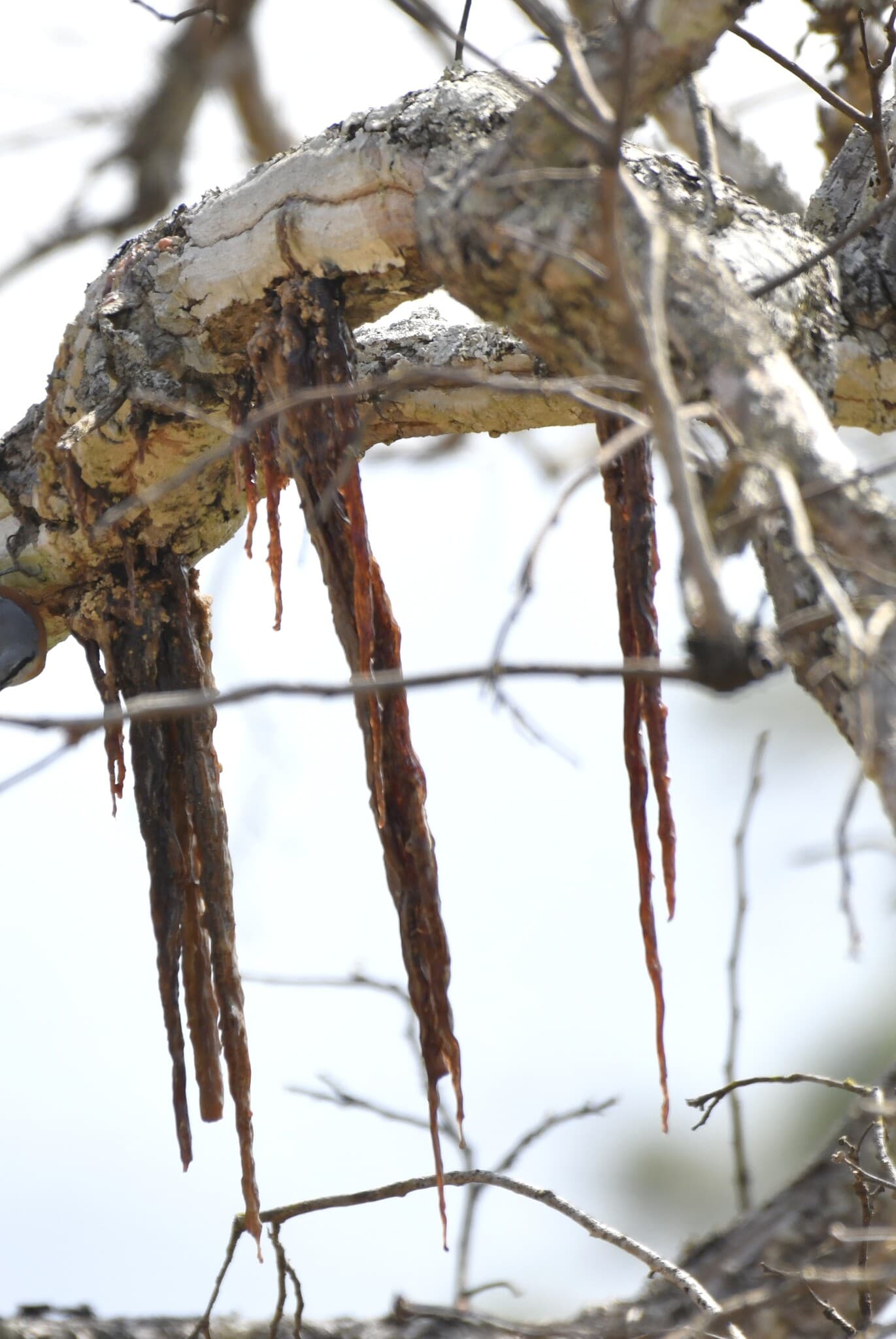 Plaga de FUSARIOSIS, FUSARIUM SPP.
