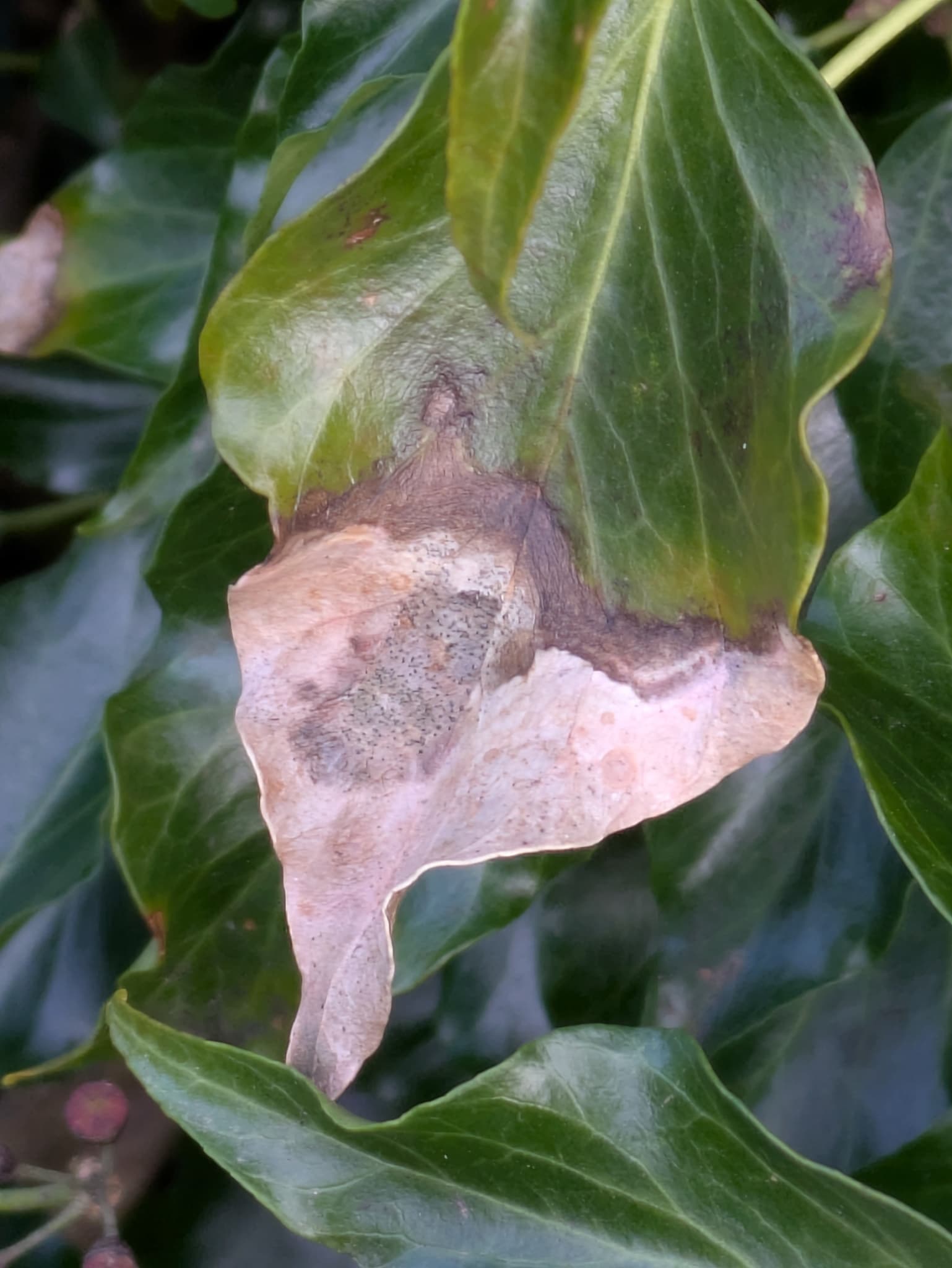 Plaga de GANGRENA DE LA PATATA, BOEREMIA FOVEATA