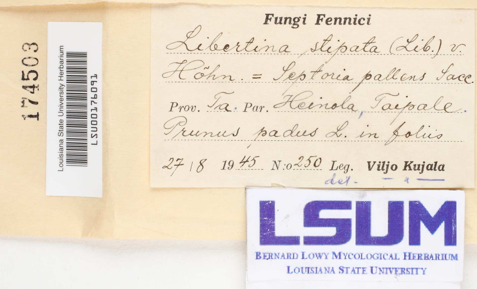 Plaga de GNOMONIA DEL CEREZO, APIOGNOMONIA ERYTHROSTOMA