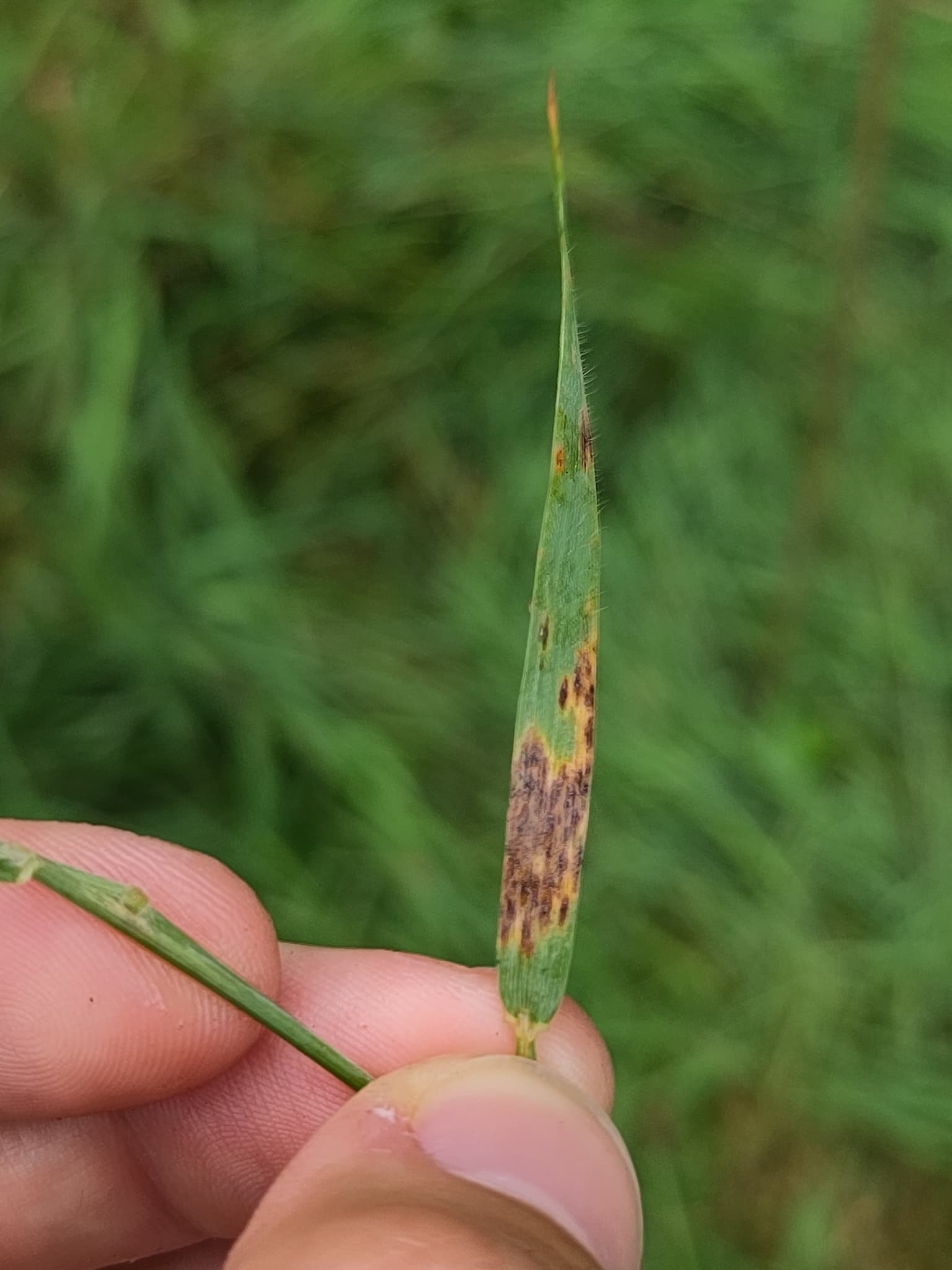 Plaga de HELMINTOSPORIOSIS DE CEREALES, PYRENOPHORA SPP.