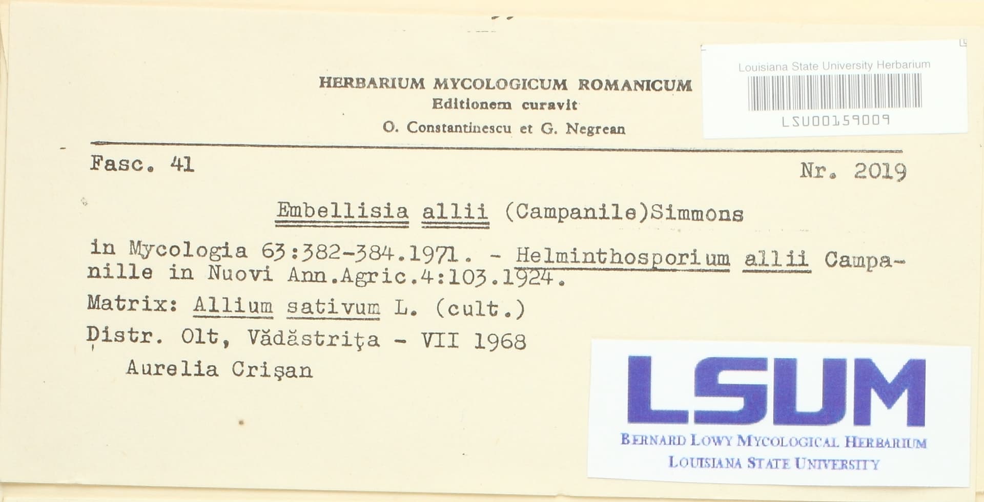 Plaga de HELMINTOSPORIOSIS DEL AJO, ALTERNARIA EMBELLISIA