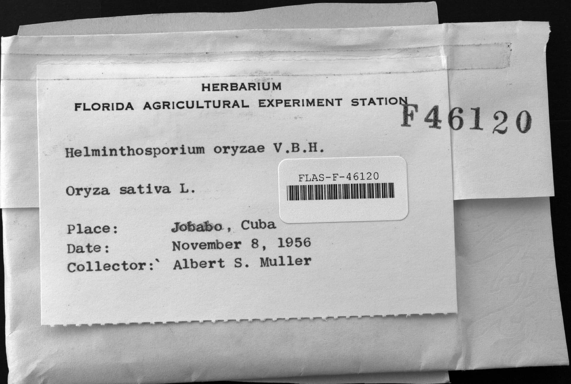 Plaga de HELMINTOSPORIOSIS O MANCHA MARRÓN DEL ARROZ, BIPOLARIS ORYZAE