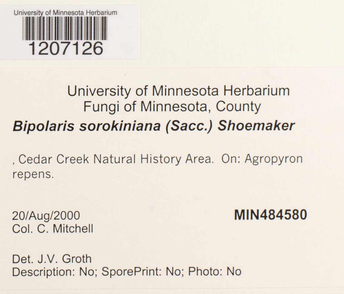 Plaga de HELMINTOSPORIOSIS O PODREDUMBRE DE RAÍZ DE CEREALES, BIPOLARIS SOROKINIANA