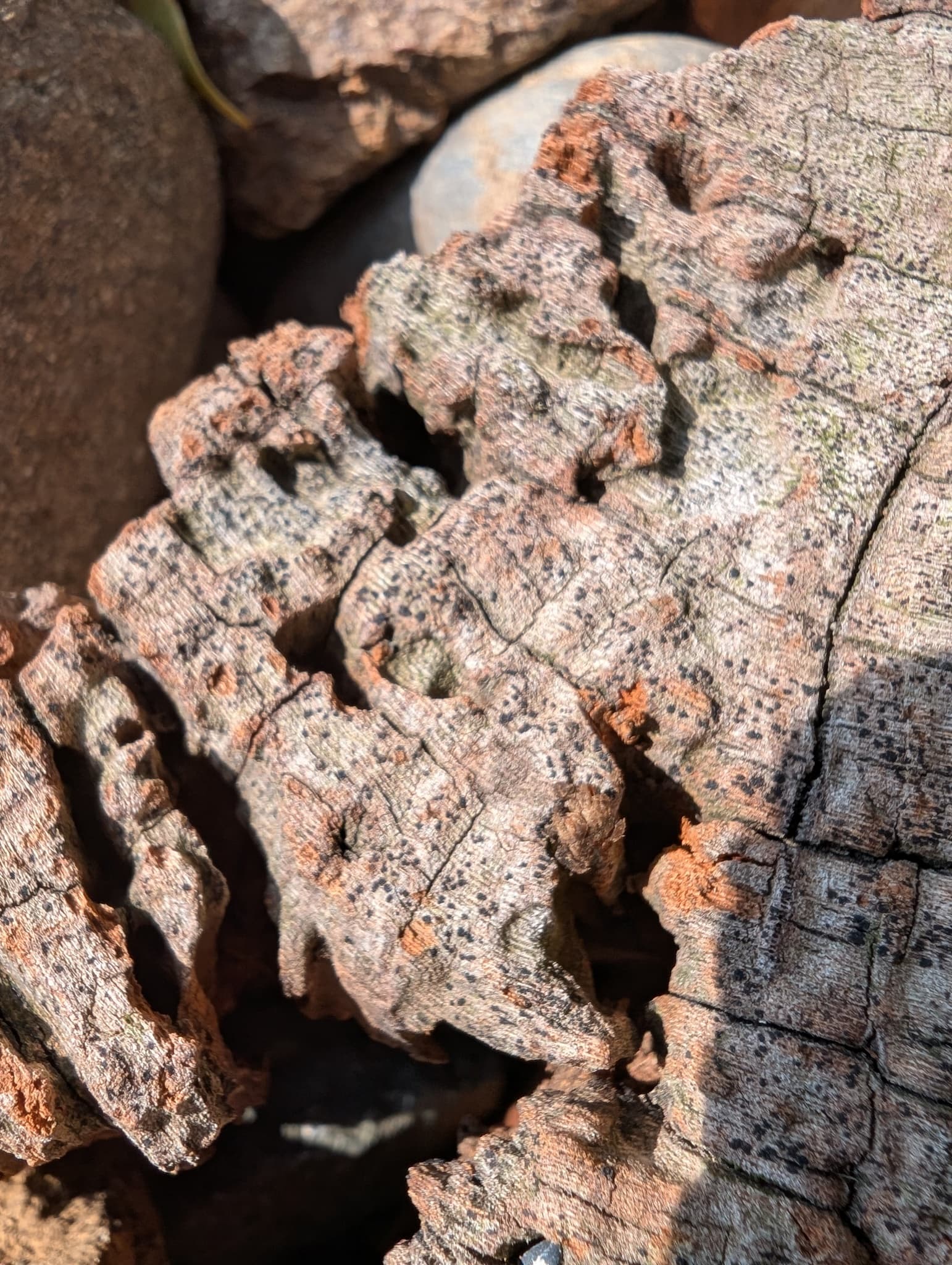 Plaga de MAL DEL DESGARRO, CHANCRO DEL AVELLANO, CYTOSPORA CORYLICOLA