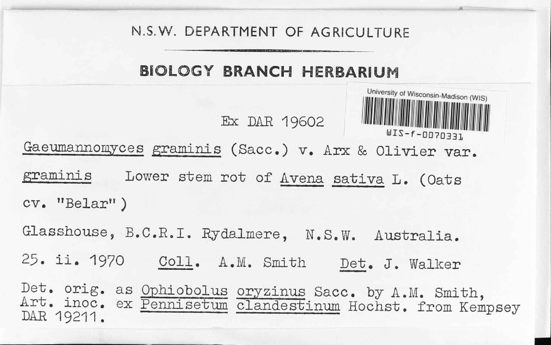 Plaga de MAL DEL PIE, PIE NEGRO, GAEUMANNOMYCES GRAMINIS