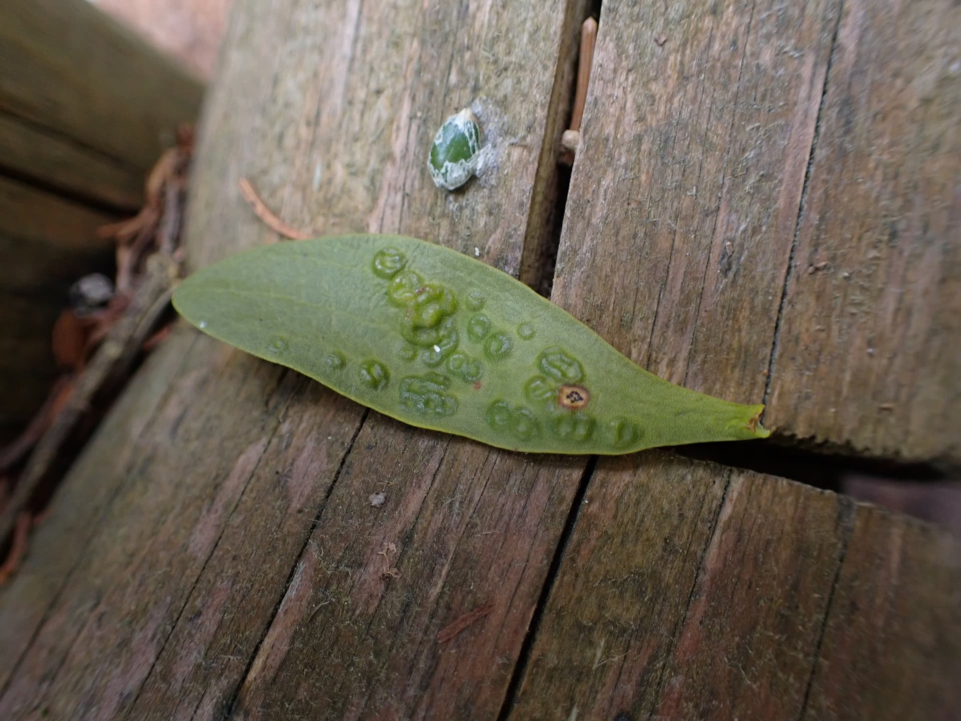 Plaga de MAL SECO DE LOS CÍTRICOS, PLENODOMUS TRACHEIPHILUS