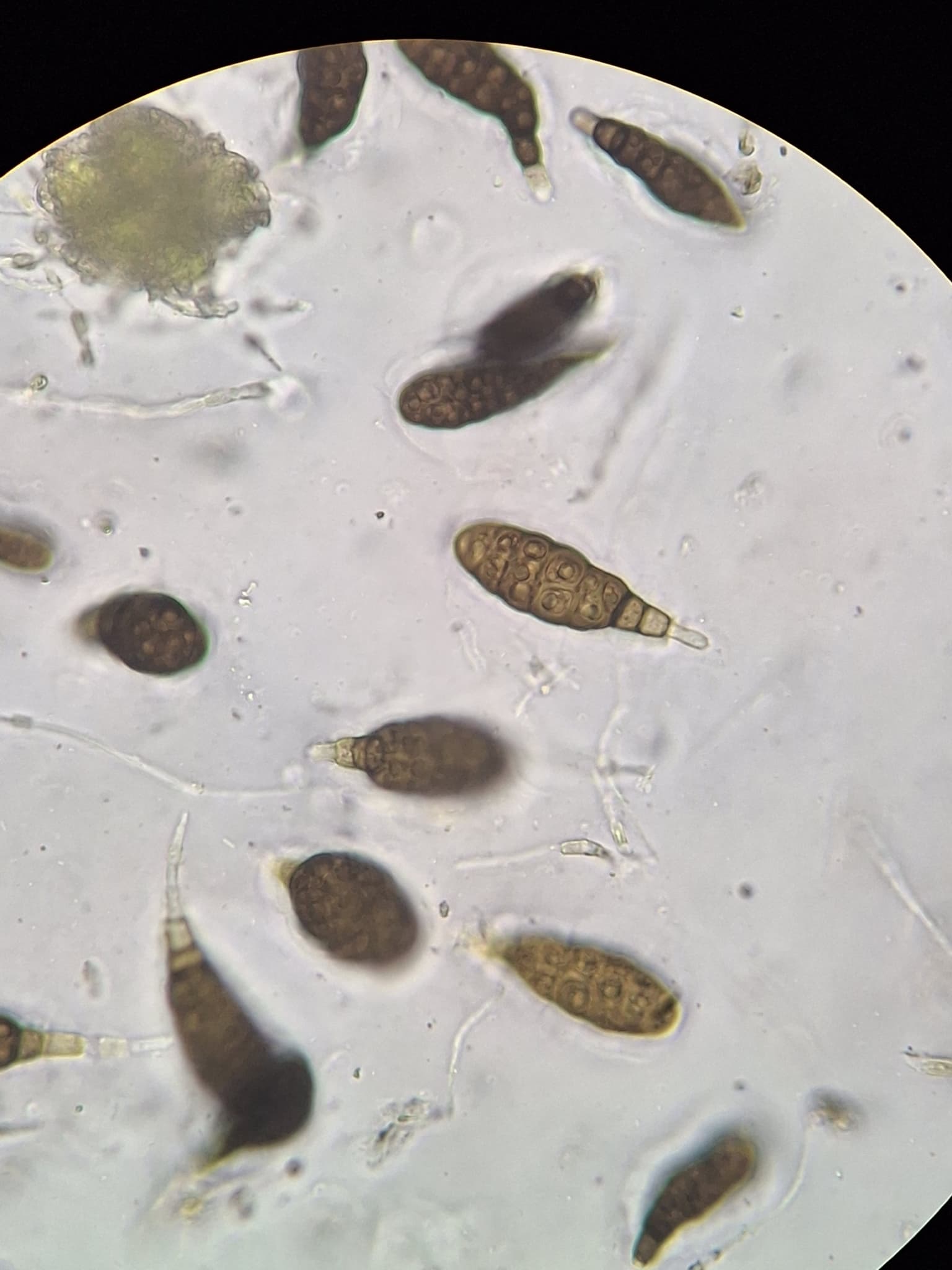 Plaga de MANCHA MARRÓN DE LAS MANDARINAS, ALTERNARIA ALTERNATA F.SP. CITRI