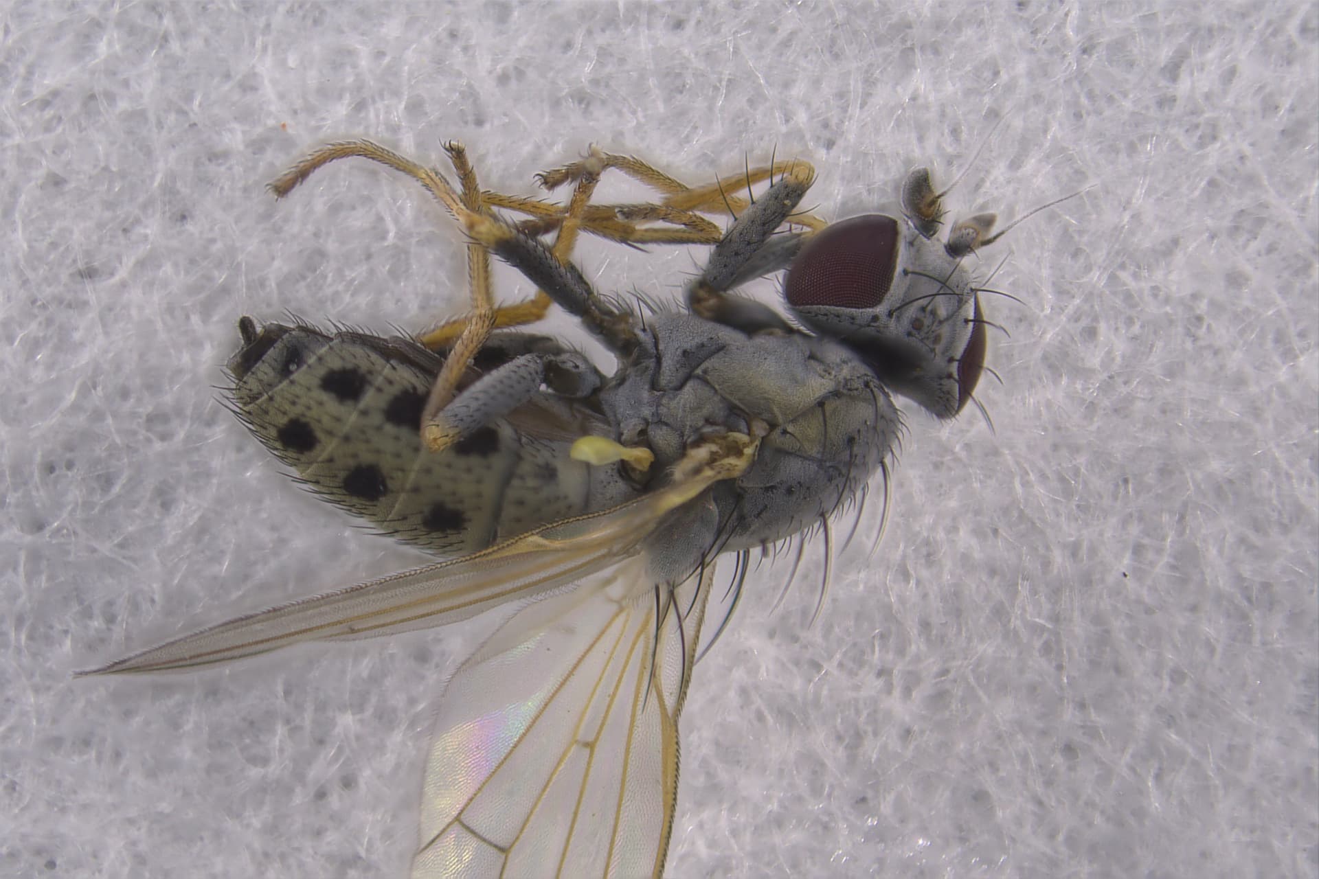 Plaga de MANCHA OCRE DEL ALMENDRO, POLYSTIGMA OCHRACEUM