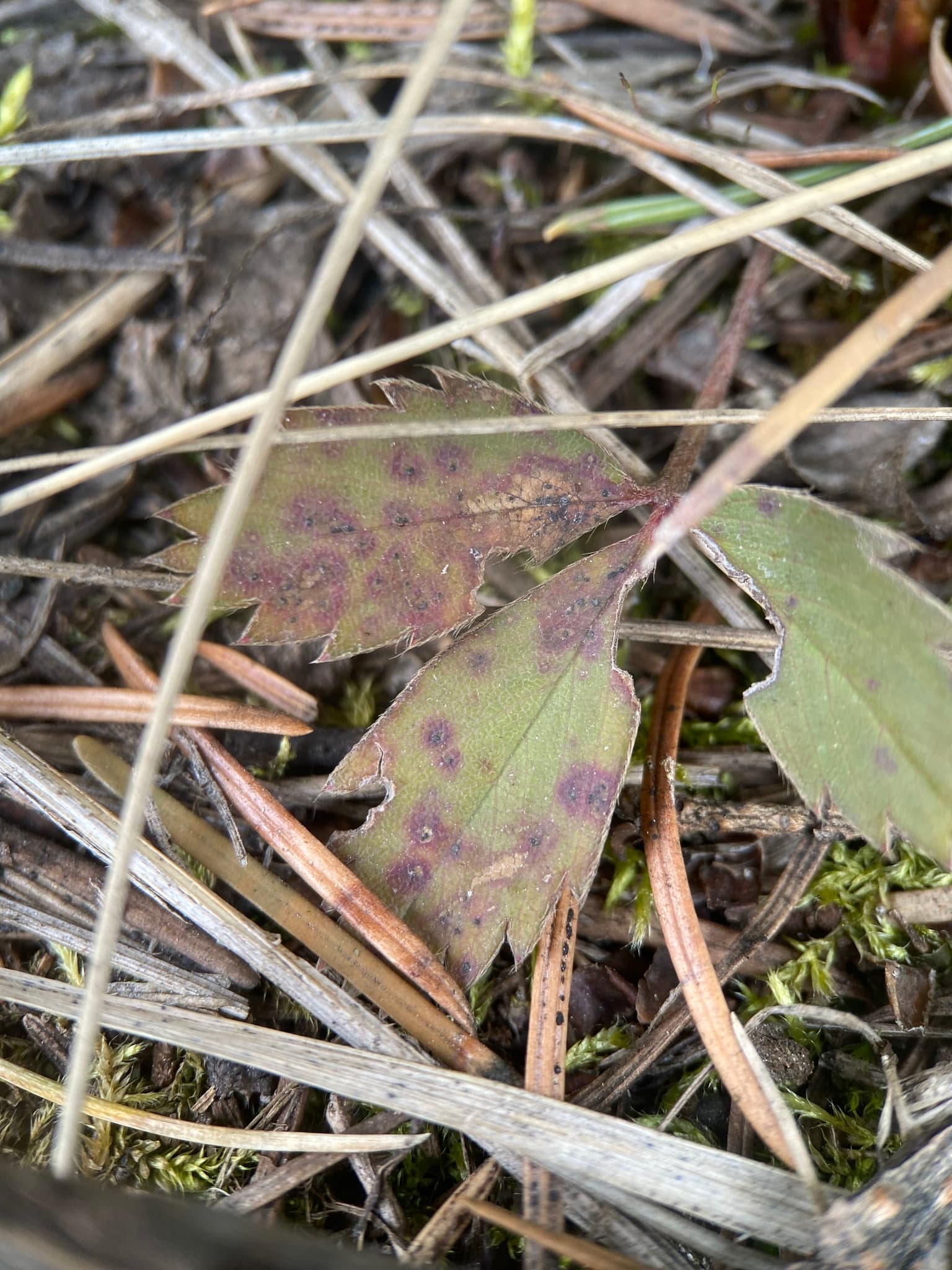 Plaga de MANCHA PÚRPURA, VIRUELA DE LA FRESA, RAMULARIA GREVILLEANA