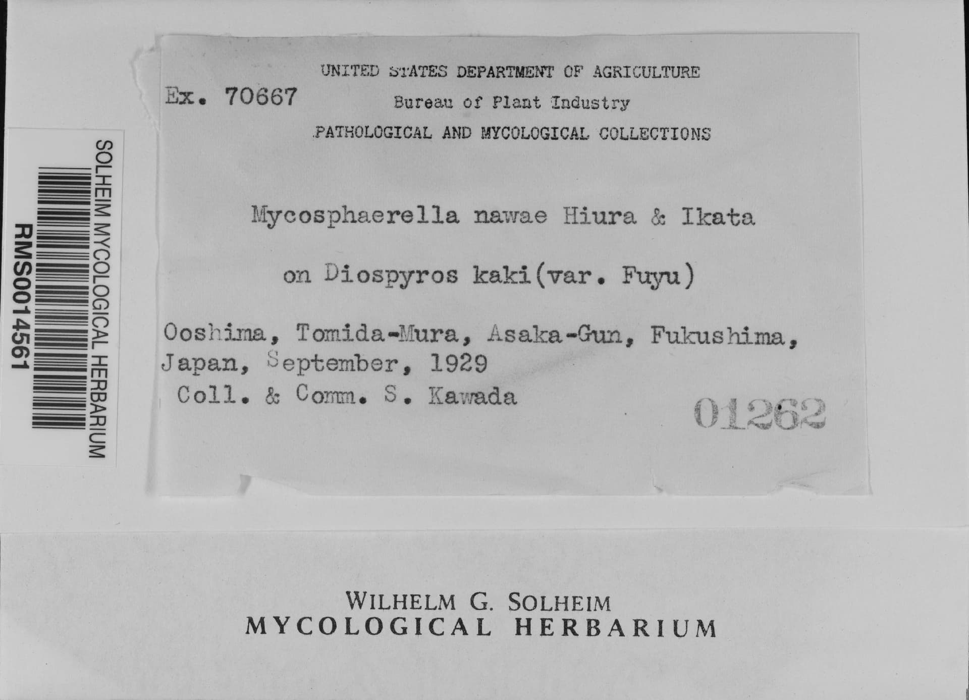 Plaga de MANCHAS CIRCULARES DEL CAQUI, PLURIVOROSPHAERELLA NAWAE