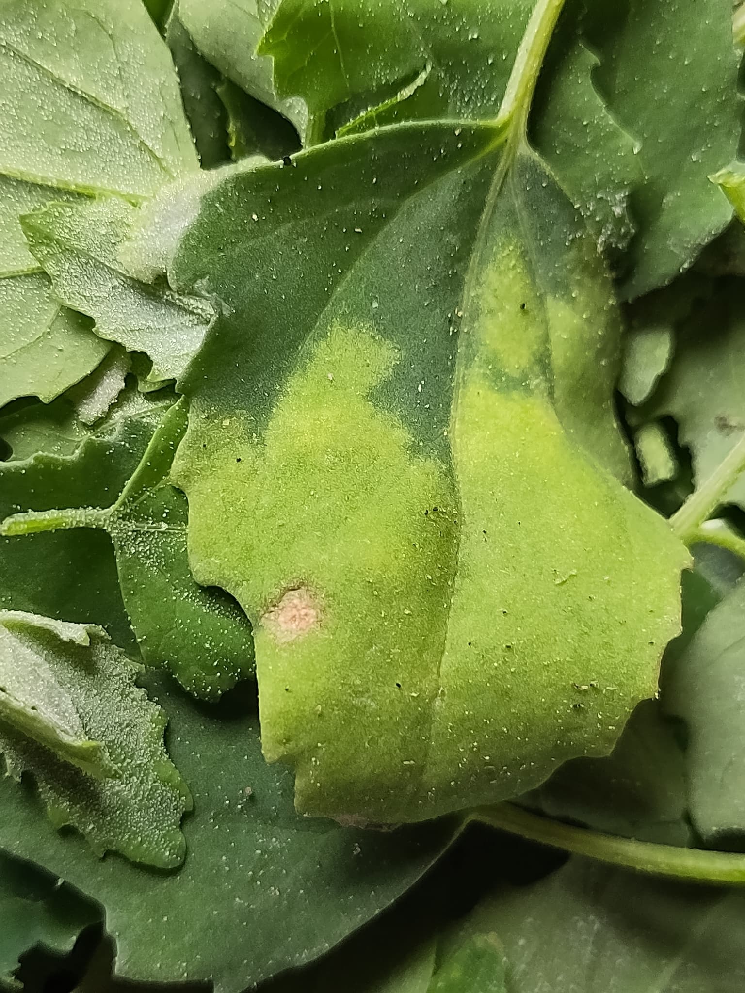 Plaga de MILDIU DE LA ACELGA, PERONOSPORA FARINOSA
